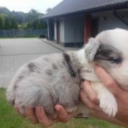 Dentix Jodłowy Border