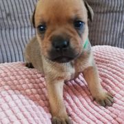 BOURBON Horseradish Gang Staff