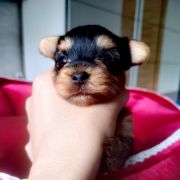Yorkshire terrier 