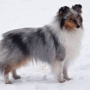 SOMETHING ABOUT CRAZY GIRL Asketila