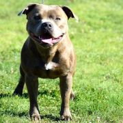 Cezar Perfect Friend