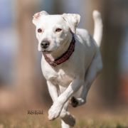 CHIARA z Gorajskiego Grodu