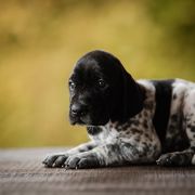 Fakir Z Magicznej Kniei 