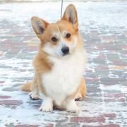 Ван Лен Тайм Чероки Гранд