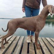 ENIGMA Imperial Weimaraner
