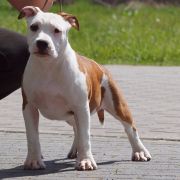 Nuff Of The Ruff z Wiślanego Portu