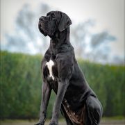 FANFARA Boni Mores FCI