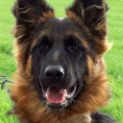 Rosalie vom Haus Gutorov