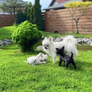 Crystal Natali Vincent 