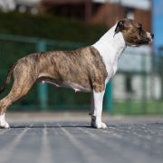 Poland Winner 2019 Ch.Pl. INARI New Radegost