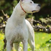 CAMAYA de Arroyo Blanco 