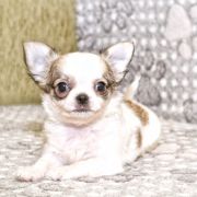 Boogie Woogie Emerald In Gold