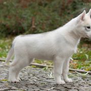 FIRE IN PAWS OF SIBERIAN LADY