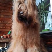 PRINCESS OF LOVE Victory of Love 