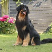 Igor vom Tullnerbach