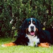 DARWIN MOLLY´S YARD