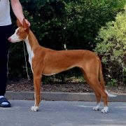 Antitheus A little bit of magic Zecora 