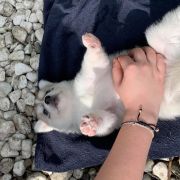 Lexus z Bratkowej Ohany