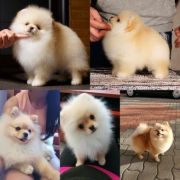 Neverita's Flying Beauty