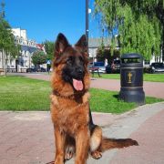 Aranda Wierna Wataha