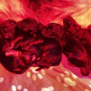 ARIA z Wiślanej FCI