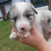 Danek Jodłowy Border