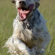 BARENNE STIVEN NIKI VENKARO