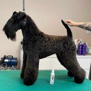 XENON z Płockiego Wzgórza