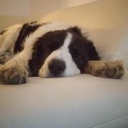 Wolta Stajnia Dzieci Wiatru