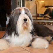 EMPREINTE de Chester