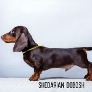 SHEDARIAN DOBOSH