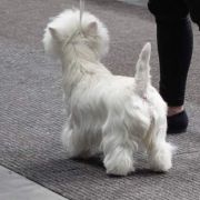 TOUCH OF THE RING Czar Krakowa 