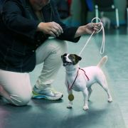 LEYA Russell Bonita FCI