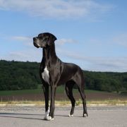 Calluna Hebargo - Great Dane 