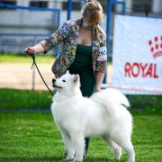 White Star Sumar Ophelia Queen Of Hearts