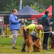 Victoria Wilcza Horda Team FCI