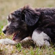 SERENADA z Futrzastych Nicponi