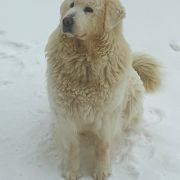 WIELKA Alpejskie Zauroczenie (Вэлька для АНЕКА БОС импорт из Польши)