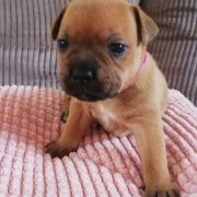 BACARDI Horseradish Gang Staff