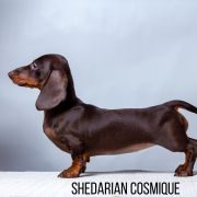 SHEDARIAN COSMIQUE