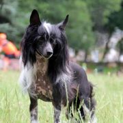 EFFY Zaczarowany Flet