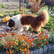 EGO Fergie of the Border Word FCI 