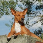 E'Kinga Kinaya Lady Congo 