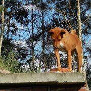 E'Kinga Kinaya Lady Congo 