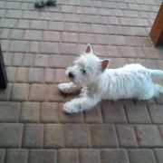 E'LAILA Czar Krakowa