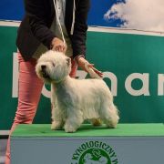 E'LAILA Czar Krakowa