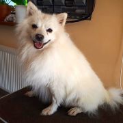 ELDORADO Perłowy Ogród