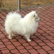 ELDORADO Perłowy Ogród 2