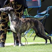 ELEGANT ENIGMA Impuls i Splendor