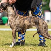 ELEGANT ENIGMA Impuls i Splendor